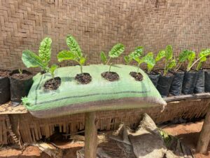 Vertical Gardening - Jk Arms For Charity1
